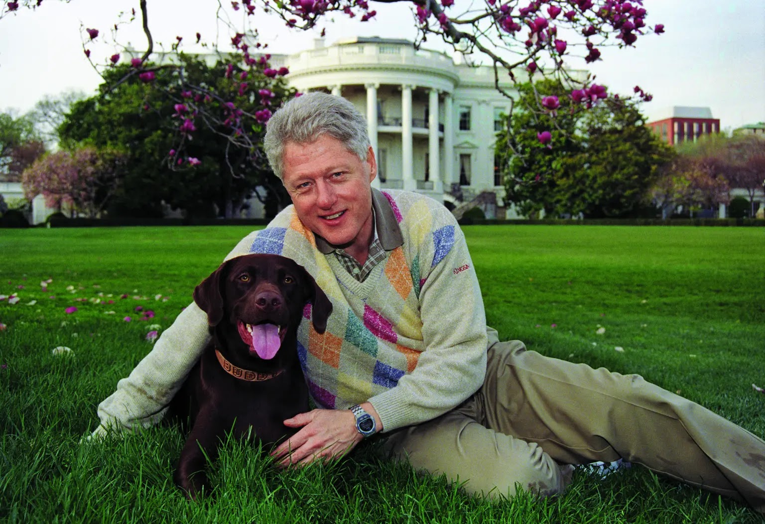 Buddy, Bill Clinton's Chocolate Labrador Retriever